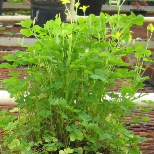 thumbnail for publication: Biology and Management of Oxalis (Oxalis stricta) in Ornamental Crop Production